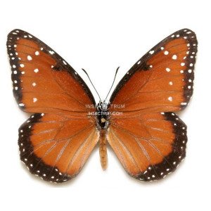 DANAUS GILIPPUS THERSIPPUS